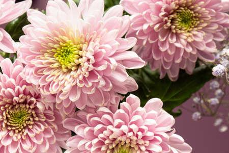 bouquet of chrysanthemums, beautiful flowers. Close-upの写真素材