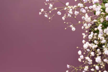 bouquet of hypsophila, beautiful flowers. Close-up backgroundの写真素材