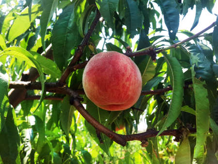 Peach ripening on the tree in the gardenの写真素材