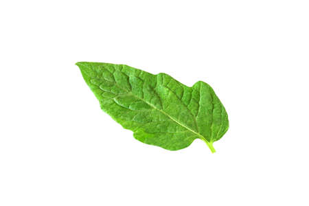 leaf of tomato isolated on white backgroundの写真素材