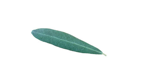 leaf olive isolated on white background