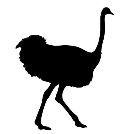 Silhouette running african ostrich black on white background. Vector illustration.のイラスト素材