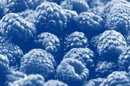 Raspberries toning in a classic blue color in bulk close-up many of berries background, bokeh effect.の写真素材