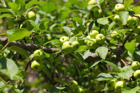Apples fruits green fruits ripen on the tree among the leaves.