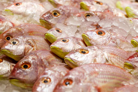 Barabulka mullidae sultanka fish, fresh raw chilled, at the fish market.の写真素材