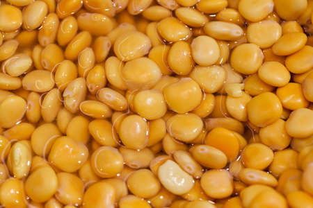 Broad beans yellow cooked in brine marinade a lot in bulkの写真素材