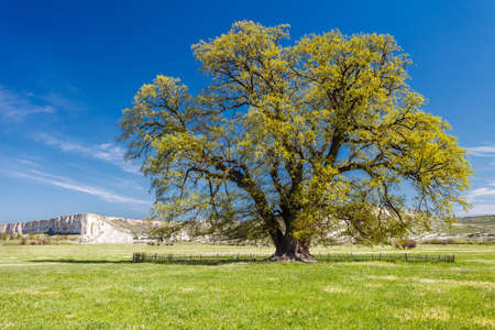 Oak lone grows in field on clear day. In background is a rock.の写真素材