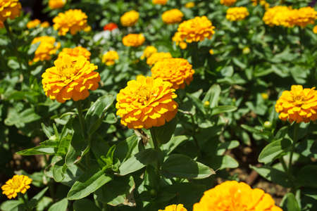 Flower, orange buds, many flowers grow in the gardenの写真素材