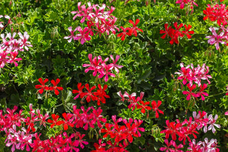 Flowers red and pink, grow lot in garden on clear day.