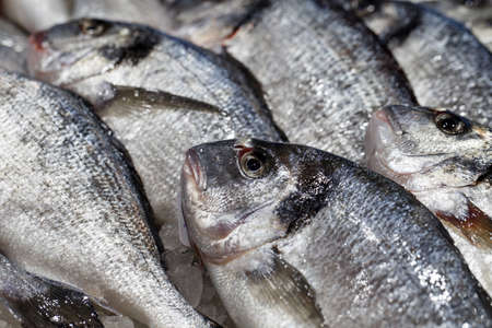 Fish fresh raw in bulk close-up in bulk on ice at fish market