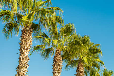 Palms tree, tropical vegetation, bottom view, blue sky.の写真素材