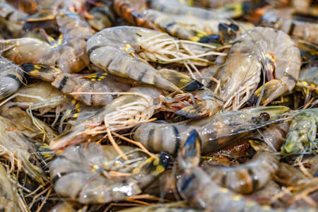 Tiger prawns shrimps, raw, in bulk in pile on ice, at fish market.