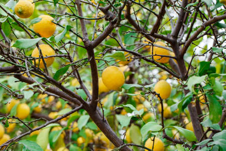 Lemons many, yellow, grow on branches on tree among green leaves.の写真素材