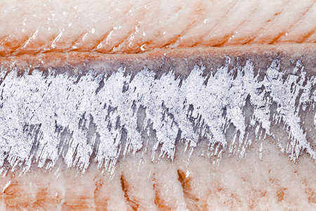 Herring close up view on fillet peeled from the skin traditional dutch maties.の写真素材