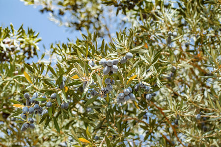 Black olives ripen on the branches of tree among green leaves, European oliveの写真素材