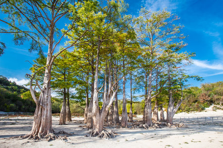 Water cypresses with roots at the bottom of a dried-up lake in a mountainous areaの写真素材