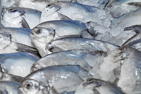 White Pomfret fish, Pompano Bawal, chilled on ice, selective focusの写真素材