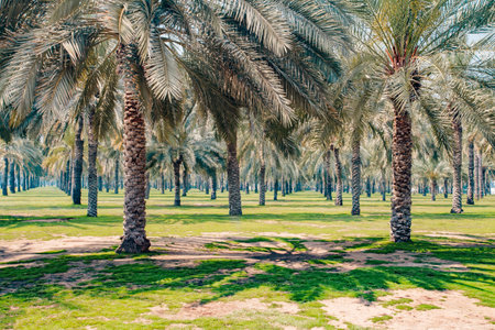 Palm grove of many trees on a clear dayの写真素材