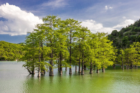 Water cypresses trees in mountain lake with green water, trees and forest on slopesの写真素材