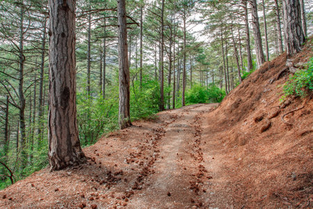 Hiking trail in mountains among coniferous forest and pine trees on slope, conesの写真素材