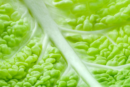 Savoy cabbage corrugated green leaf inner part, close-up macro, background wallpaper, bulges textureの写真素材