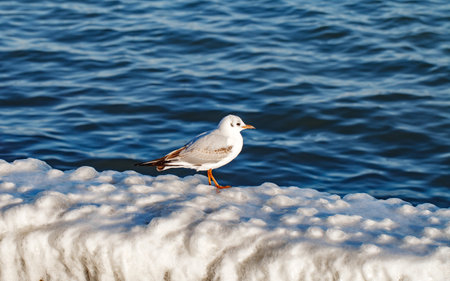 Seagull sea bird on ice crust from frozen water on parapet on embankment near the seaの写真素材