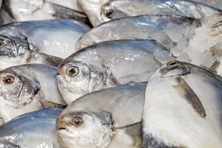 White pomfret fish whole raw, chilled on ice, on market, selective focusの写真素材