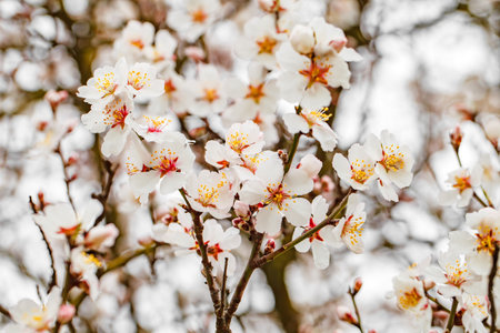 Flowers with white petals on tree branches in spring, selective focusの写真素材