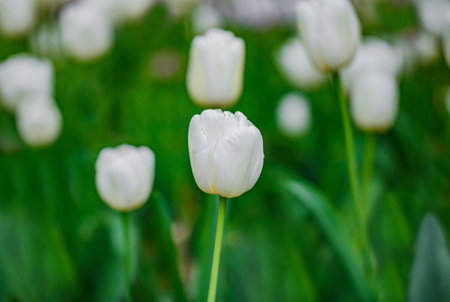 Tulips with white petals on buds, growing in a flower bed, close-up, selective focusの写真素材
