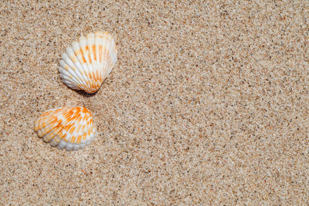 Two seashells on sandy beach close-up, full depth of field