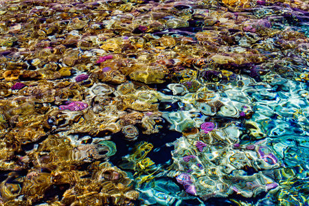 Coral reef multicolored under clear sea, jellyfish, top view through waterの写真素材