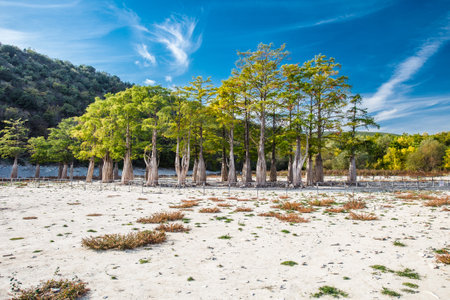 Water cypresses grow in dried up bottom mountain lake, blurred water movementの写真素材