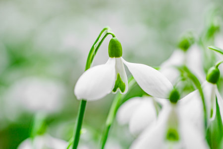 Snowdrops, white petals on buds close-up, selective focusの写真素材