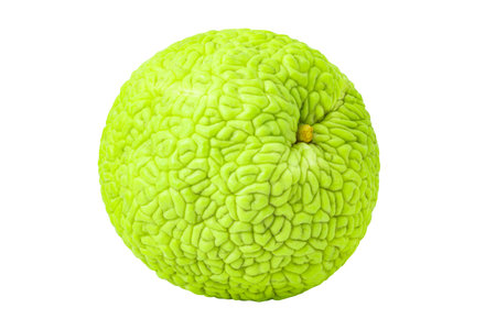 maclura fruit or Adam's apple, whole, isolated on whiteの写真素材