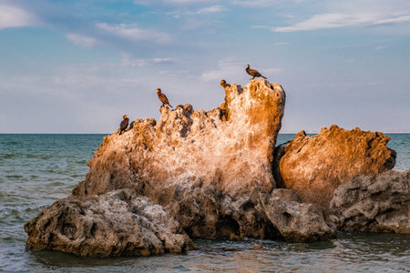 wild seabirds sitting on rock at sunsetの写真素材