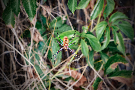 spider close-up on web in thicketの写真素材