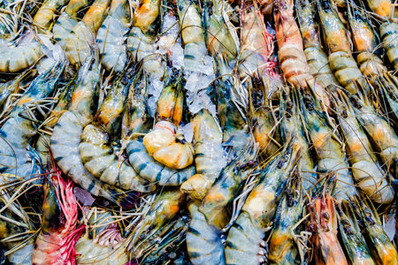 various shrimps or prawns, raw and fresh on iceの写真素材