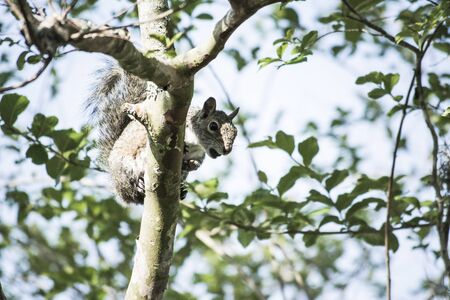 Squirrel on a treeの写真素材