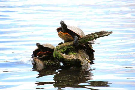 Turtles on a tree that sank in a lake.の写真素材