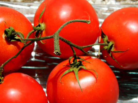 Red tomatoes ,vegetables rich in antioxidantsの写真素材
