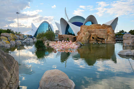 VALENCIA, SPAIN - NOVEMBER 11, 2016. Flamingo pool at Oceanographic center , Valencia , Spain.のeditorial素材