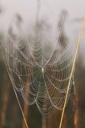 Spider and its web with morning dew on twigs in autumnの写真素材