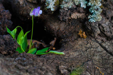 Lone Flower on Tree Bark Survivor Christian Concept Backgroundの写真素材