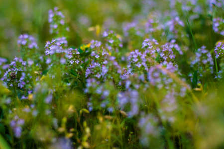 Blooming Herbs meadow flowerの写真素材
