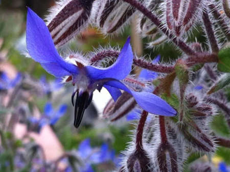 borage flower