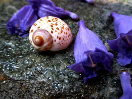 shells and flowers