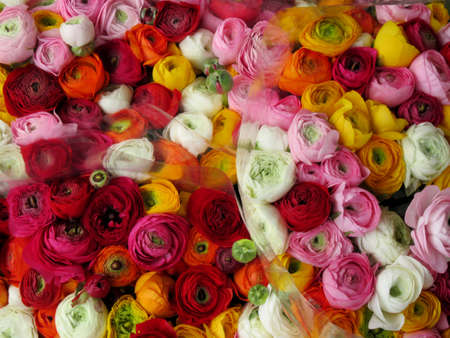 detail on bouquets of buttercupsの写真素材