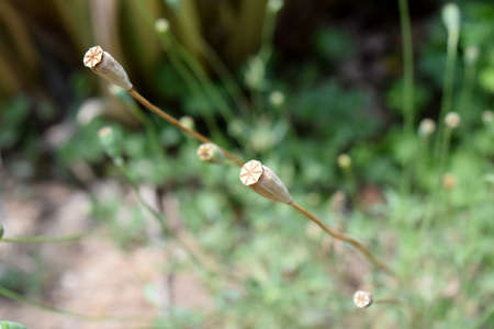ripe fruit with poppy seedsの写真素材