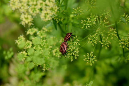 graphosoma lineatum couple of inflorescence of parsley
