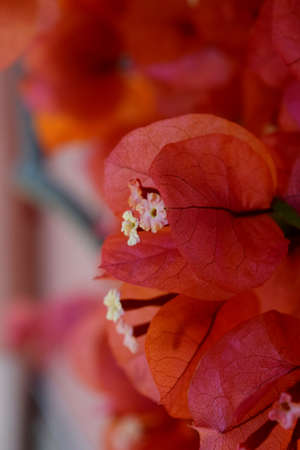 detail of red flowers of bougainvilleaの写真素材